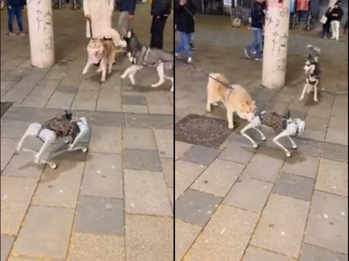 a Belgian Malinois With Insane Skateboarding Skills